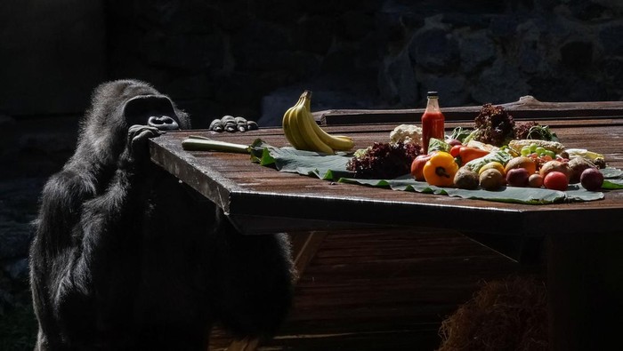Ukraine's only gorilla Tony, one of the oldest gorillas held in captivity in Europe, looks at vegetables and fruits during a celebration of his 50th birthday arranged in his personal green garden at the Zoo, amid Russia’s attack on Ukraine, in Kyiv, Ukraine August 8, 2024. REUTERS/Gleb Garanich