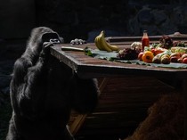 Intip Perayaan Ulang Tahun Ke-50 Gorila di Ukraina