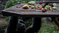 Sebagai salah satu gorila tertua yang ada di Eropa, Tony menjalani diet vegetarian karena masalah perut yang berkaitan dengan usia. 