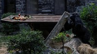 Kebun Binatang Kyiv mengadakan pesta ulang tahun untuk Tony, si gorila, pada hari Kamis (8/8).
