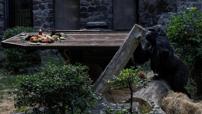 Intip Perayaan Ulang Tahun Ke-50 Gorila di Ukraina Ukraine's only gorilla Tony, one of the oldest gorillas held in captivity in Europe, looks at vegetables and fruits during a celebration of his 50th birthday arranged in his personal green garden at the Zoo, amid Russiaβs attack on Ukraine, in Kyiv, Ukraine August 8, 2024. REUTERS/Gleb Garanich