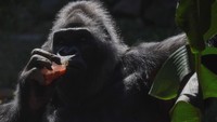 Penjaga kebun binatang Valentyna Dykarova mengatakan diet nabati membantu Tony menurunkan berat badan dan tetap sehat meskipun usianya sudah lanjut. 