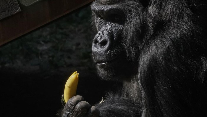 Intip Perayaan Ulang Tahun Ke-50 Gorila di Ukraina Ukraine's only gorilla Tony, one of the oldest gorillas held in captivity in Europe, looks at vegetables and fruits during a celebration of his 50th birthday arranged in his personal green garden at the Zoo, amid Russiaβs attack on Ukraine, in Kyiv, Ukraine August 8, 2024. REUTERS/Gleb Garanich