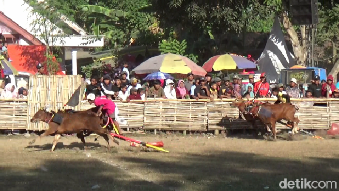 Karapan sapi di lumajang