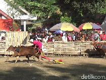 Aksi Seru dan Menantang Para Joki Karapan Sapi Lumajang