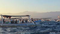 Memang kegaitan melihat lumba-lumba ini diminati sekali di Bali Utara. Saat weekend, ada ratusan perahu yang mengantar wisatawan melihat lumba-lumba.