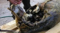 Memiliki 1870 AU, epicure cheese difermentasi pada sebuah barel kayu. Bakteri bernama lactobacilli dibiarkan tumbuh selama 3 tahun sehingga aromanya begitu menyengat. Foto: SCMP
