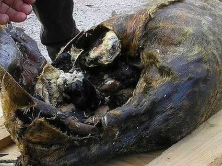 10 Makanan Fermentasi dengan Aroma Terkuat di Dunia