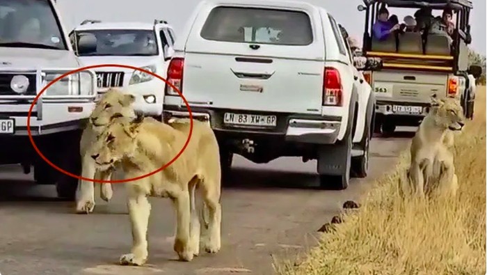 Mobil pelancong senggol singa di Taman Nasional Kruger
