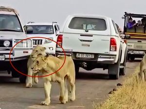 Mobil Turis Senggol Singa di Taman Nasional, Netizen Ngamuk