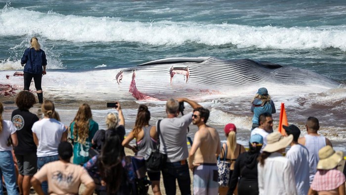A dead fin whale, which washed ashore on Saturday, is seen at Torrance Beach in Torrance, California, U.S. August 11, 2024. REUTERS/Ringo Chiu