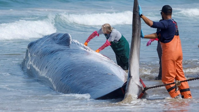 A dead fin whale, which washed ashore on Saturday, is seen at Torrance Beach in Torrance, California, U.S. August 11, 2024. REUTERS/Ringo Chiu
