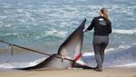 Penampakan Paus Sirip Mati Terdampar di California