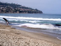 Penampakan Paus Sirip Mati Terdampar di California