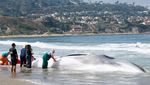 Penampakan Paus Sirip Mati Terdampar di California
