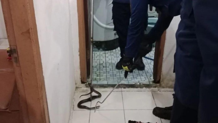 Seorang warga Kabupaten Bogor dikejutkan dengan kemunculan ular kobra di dalam rumahnya. Ular kobra tersebut ditemukan di kamar mandi. (dok Damkar Bogor)