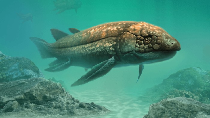 Spesies ikan purba Ferganoceratodus edwardsi.