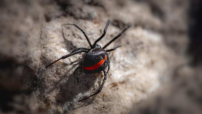 Redback or Australian Black widow spider crawling on a rock