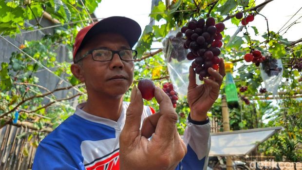 Himawan Lestoro alias Abeh (48) saat melihat buah anggur yang ditanamnya.
