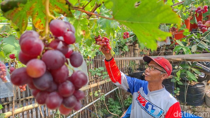Himawan Lestoro alias Abeh (48) saat melihat buah anggur yang ditanamnya.