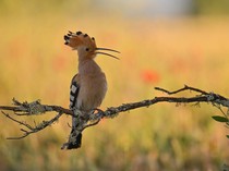 Kisah Burung Hudhud dan Nabi Sulaiman yang Diabadikan dalam Al-Quran