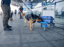Cegah Kutu Busuk Paris Terbawa Atlet Olimpiade, Anjing Pelacak Dikerahkan di Bandara