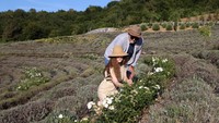 Taman itu menampilkan ladang lavender, semak belukar, dan danau yang dihubungkan oleh serangkaian jalan setapak.