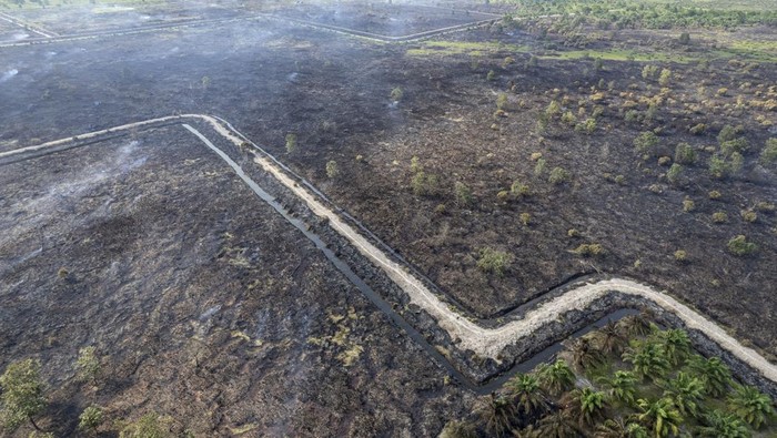 Foto udara kawasan lahan terbakar di Pematang Lumut, Tanjung Jabung Barat, Jambi, Selasa (13/8/2024). Sedikitnya 30 hektare lahan di kawasan itu terbakar pada Senin (12/8/2024) siang, dan hingga Selasa (13/8/2024) upaya pendinginan masih dilakukan sejumlah pihak. ANTARA FOTO/Wahdi Septiawan/rwa.