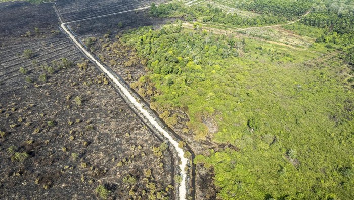 Foto udara kawasan lahan terbakar di Pematang Lumut, Tanjung Jabung Barat, Jambi, Selasa (13/8/2024). Sedikitnya 30 hektare lahan di kawasan itu terbakar pada Senin (12/8/2024) siang, dan hingga Selasa (13/8/2024) upaya pendinginan masih dilakukan sejumlah pihak. ANTARA FOTO/Wahdi Septiawan/rwa.