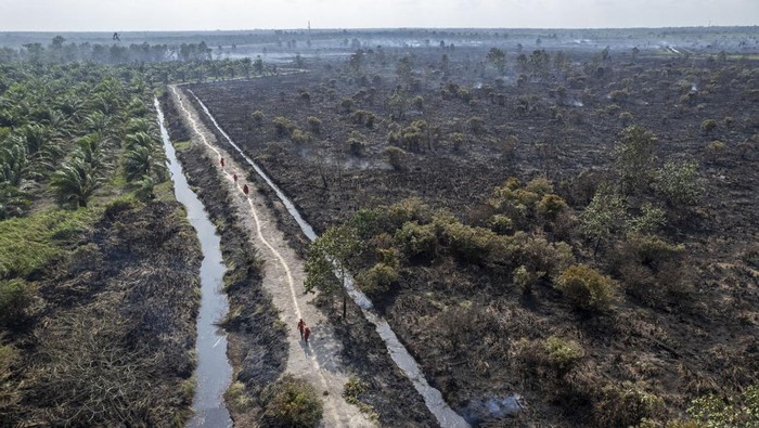 Lahan di Tanjung Jabung Barat Gundul Dilalap Api Foto udara kawasan lahan terbakar di Pematang Lumut, Tanjung Jabung Barat, Jambi, Selasa (13/8/2024). Sedikitnya 30 hektare lahan di kawasan itu terbakar pada Senin (12/8/2024) siang, dan hingga Selasa (13/8/2024) upaya pendinginan masih dilakukan sejumlah pihak. ANTARA FOTO/Wahdi Septiawan/rwa.