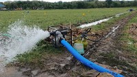 Jaga-jaga Sawah Terdampak Kemarau, 56.000 Pompa Air Disiapkan