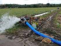 Jaga-jaga Sawah Terdampak Kemarau, 56.000 Pompa Air Disiapkan