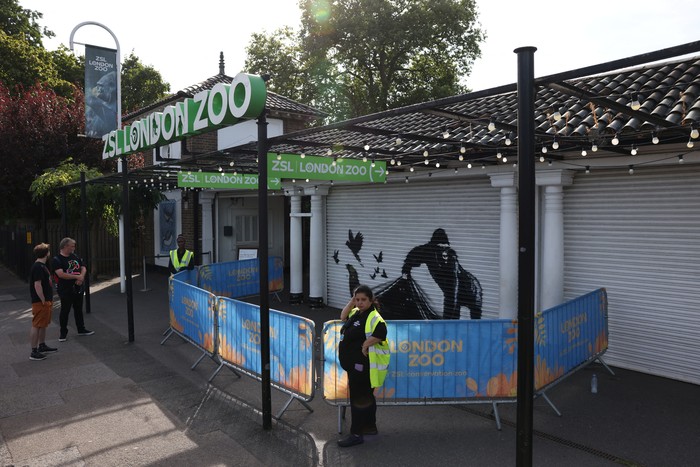 Mural Banksy Muncul Lagi di London, Kali Ini Gorila A view of the new Banksy artwork at the London Zoo, in London, Britain, August 13, 2024. REUTERS/Hollie Adams