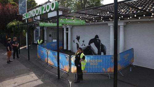 A view of the new Banksy artwork at the London Zoo, in London, Britain, August 13, 2024. REUTERS/Hollie Adams