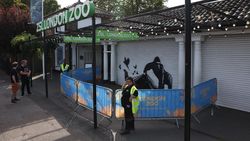 Mural Banksy Muncul Lagi di London, Kali Ini Gorila Mural Banksy Muncul Lagi di London, Kali Ini Gorila