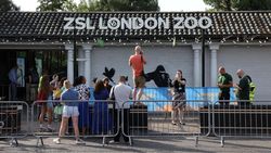 Mural Banksy Muncul Lagi di London, Kali Ini Gorila Mural Banksy Muncul Lagi di London, Kali Ini Gorila