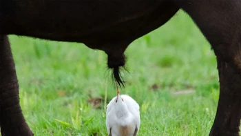 Bukan Ide yang Bagus oleh Anton Pretorius Foto: Nikon Comedy Wildlife Awards