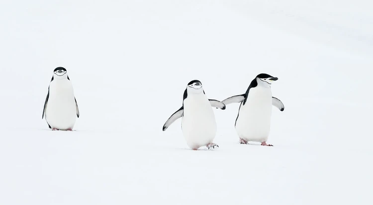 Nikon Comedy Wildlife Awards 2024