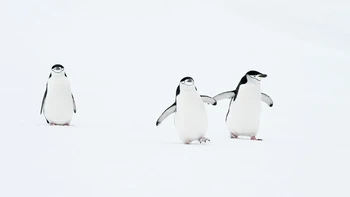 Threes a Crowd oleh Deena Sveinsson Foto: Nikon Comedy Wildlife Awards