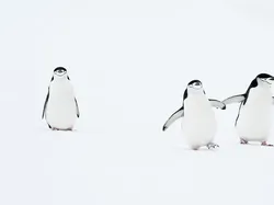 Aksi Lucu Para Hewan Terabadikan Kamera, Gemes Abis!