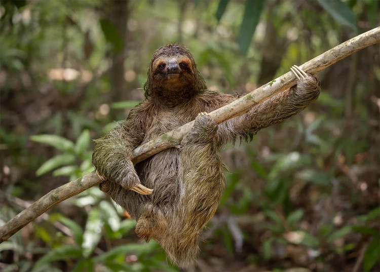Nikon Comedy Wildlife Awards 2024