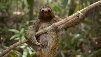 Slow Hands oleh Harry Collins Foto: Nikon Comedy Wildlife Awards