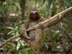 Aksi Lucu Para Hewan Terabadikan Kamera, Gemes Abis!