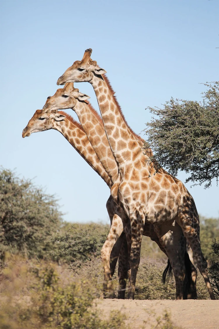 Nikon Comedy Wildlife Awards 2024