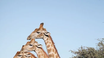 Three Heads Are Better Than One oleh John Mullineux Foto: Nikon Comedy Wildlife Awards