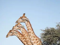 Aksi Lucu Para Hewan Terabadikan Kamera, Gemes Abis!