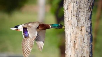 Watch Out for That Tree oleh Mark Koster Foto: Nikon Comedy Wildlife Awards