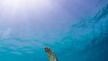 Pick Me, Pick Meeeeee oleh Thomas van Puymbroeck Foto: Nikon Comedy Wildlife Awards