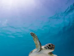 Aksi Lucu Para Hewan Terabadikan Kamera, Gemes Abis!