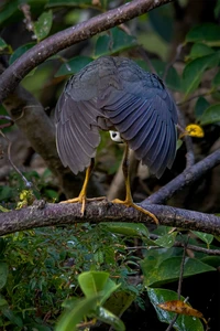 Nikon Comedy Wildlife Awards 2024